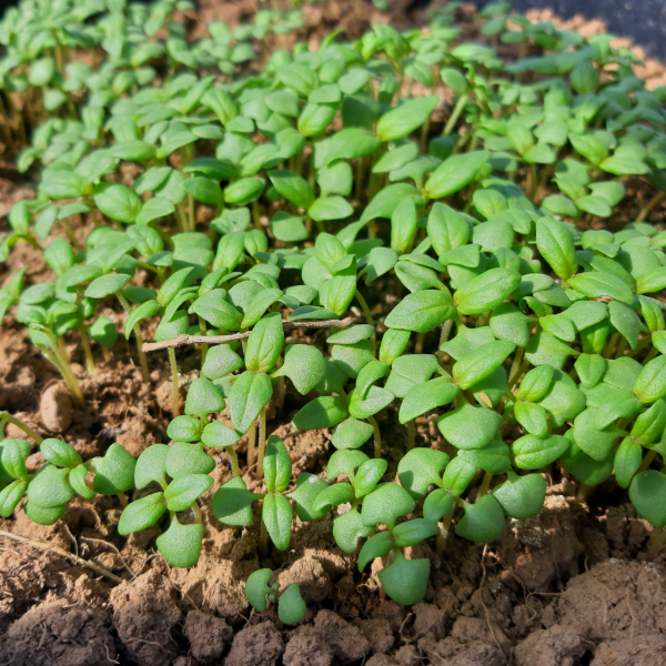 Seedlings growing in a large pot filled with soil